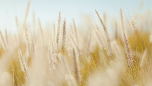 Как климатичните промени влияят на реколтата от пшеница и царевица? - Agri.bg