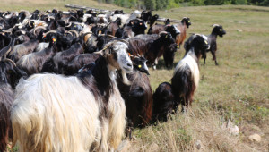ДФЗ изплати още 720 000 лв. за овце и кози по de minimis