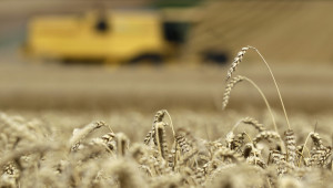 2019 г. в селското стопанство: Зърнопроизводство