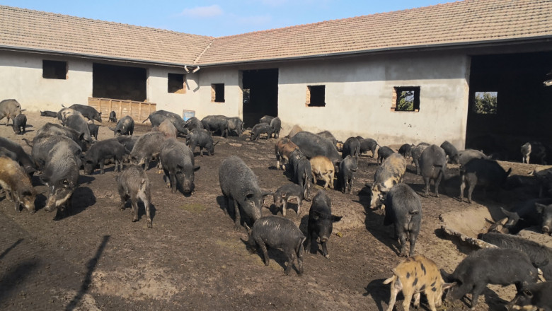 Чумата покоси поредното стопанство с източнобалкански свине
