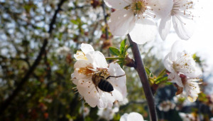 В помощ на пчеларите: В Добруджа залесяват с медоносни дръвчета - Снимка 1