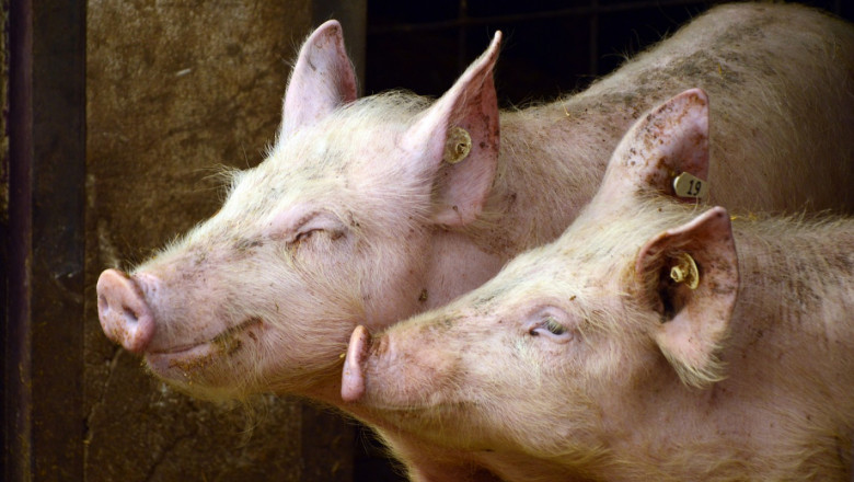 Стопани: Чумата по свинете удари и търговията с малки прасета