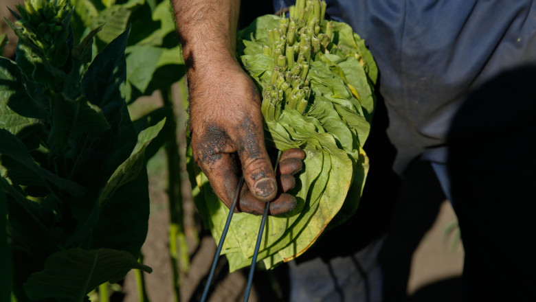 2019 г. в селското стопанство: Тютюнопроизводство