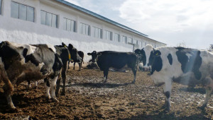 2019 г. в селското стопанство: Млечно говедовъдство
