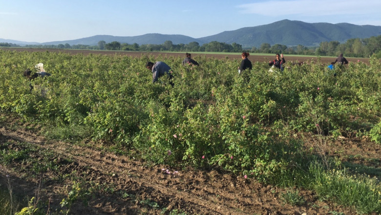 2019 г. в селското стопанство: Розопроизводство
