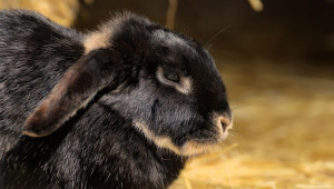 Русия ще отглежда нова порода зайци, за да спре вноса