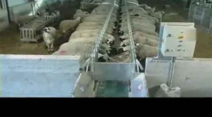 Доилни зали за овце и кози - Снимка 3