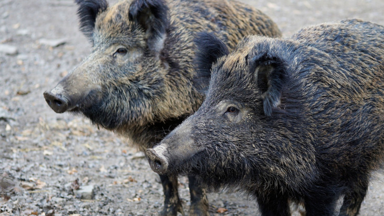 Груповият лов на дива свиня ще продължи до края на януари