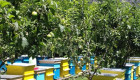 Продавам  40 броя пчелни семейства с 10 рамкови нови кошери тип Даданблат+магазините - Снимка 1