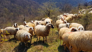 Млад фермер пасе овцете с дрон - Снимка 1