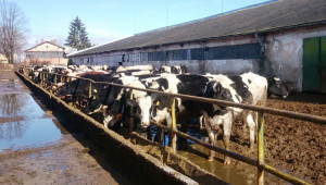 Отново: Ликвидират поредната млечна ферма! - Снимка 2