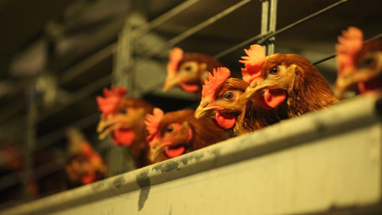 Фермер: Изкупната цена на пилешкото е нагоре