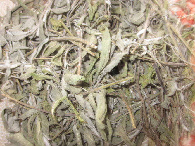 Градински чай/ Salvia officinalis/ - Снимка 1