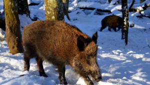 Продължават да намират заразени прасета във Варненско - Agri.bg