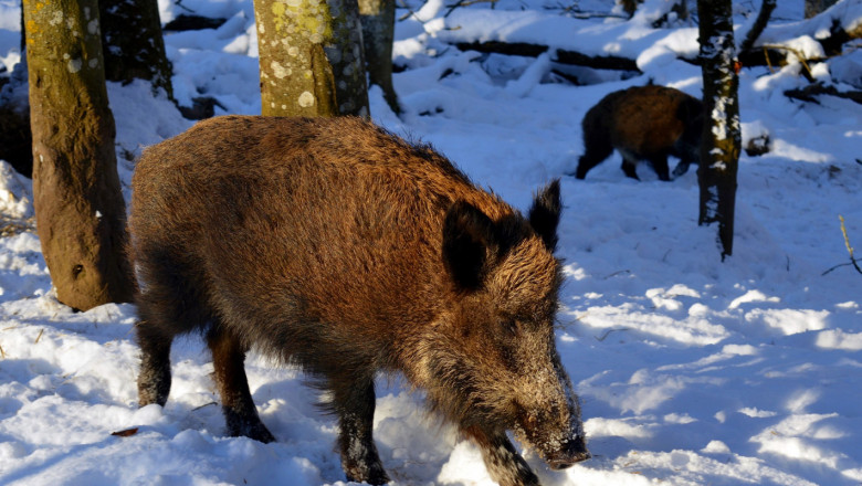 Продължават да намират заразени прасета във Варненско