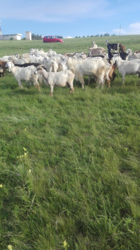 ЕЛИТНИ МЛАДО СТАДО 220 БР.  МЛЕЧНИ  кози започнаха да раждат  спешно! - Снимка 6