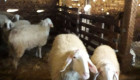 Продавам овце порода Асаф - Снимка 1