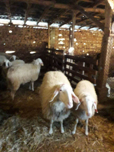 Продавам овце порода Асаф - Снимка 1