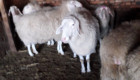 Продавам овце порода Асаф - Снимка 2