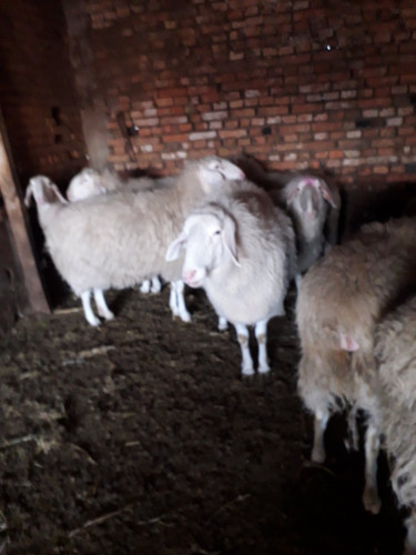 Продавам овце порода Асаф - Снимка 2