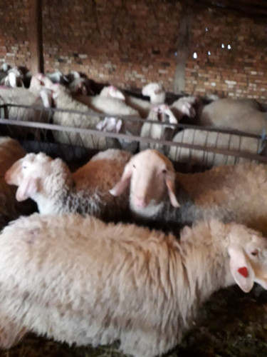 Продавам овце порода Асаф - Снимка 3
