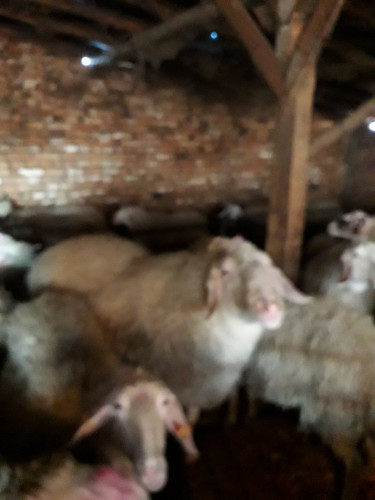 Продавам овце порода Асаф - Снимка 4