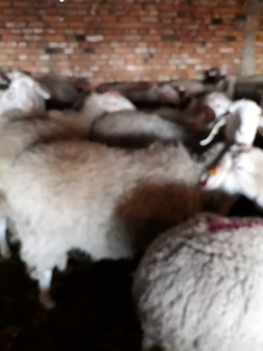 Продавам овце порода Асаф - Снимка 5