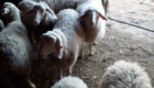 Продавам овце порода Асаф - Снимка 6