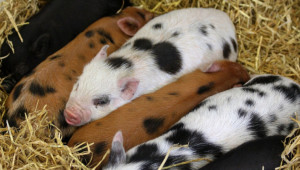 Възстановяване на свинеферма след чумата