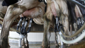 Подкрепят животновъди с 2 млн. лева за инвестиции в доилна техника - Agri.bg