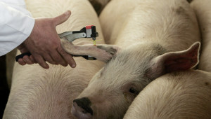 Отварят три целеви приема за повишаване на биосигурността в животновъдните стопанства
