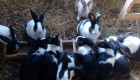 Продавам чистокръвни холандски зайчета със сини очи - Снимка 1
