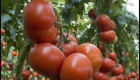 Разсад домати и пипер - Снимка 1