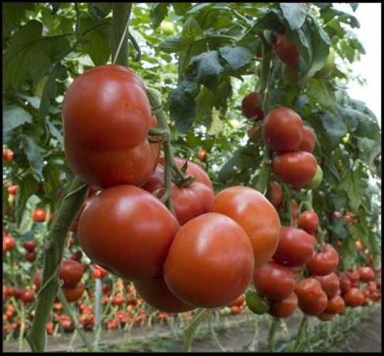 Разсад домати и пипер - Снимка 1