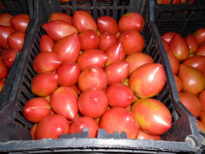 Разсад домати и пипер - Снимка 2