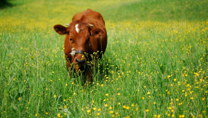 Умъртвиха нерегистрирана крава, нахлула в нива - Agri.bg