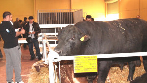 Елитни бикове от топ месодайни породи ще завладеят „Агра“ - Agri.bg
