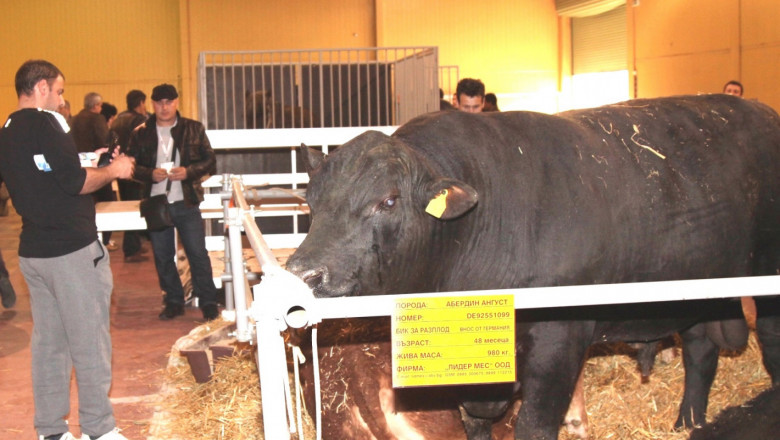Елитни бикове от топ месодайни породи ще завладеят „Агра“