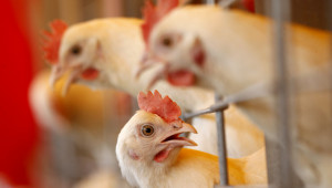 Осуетиха внос на още 50 тона заразено пилешко - Agri.bg