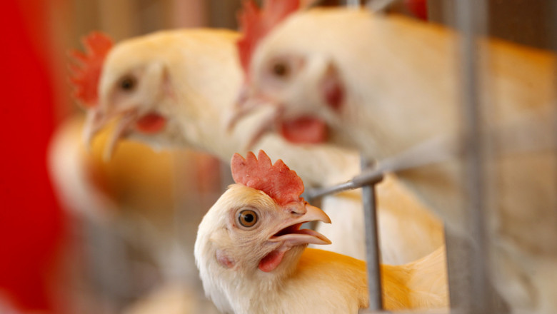 Осуетиха внос на още 50 тона заразено пилешко