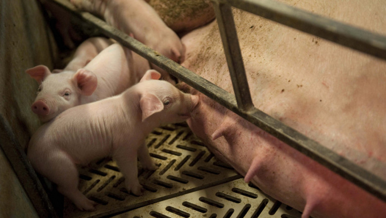 Свиневъд: Високите изкупни цени не компенсират разходите за биосигурност