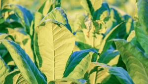 Тютюнопроизводителите получават над 76 млн. лв. до 29 февруари - Agri.bg