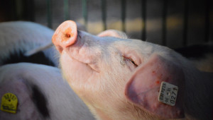 На места: Отпада забраната за движение на живи свине и месо