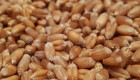 купувам ТВЪРДА пшеница 250 тона - Снимка 1