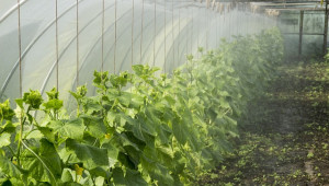Охлаждането на корените - нов подход в планирането на реколтата - Agri.bg