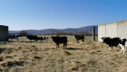 Крави бик и телета - Снимка 2