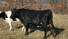 Крави бик и телета - Снимка 6