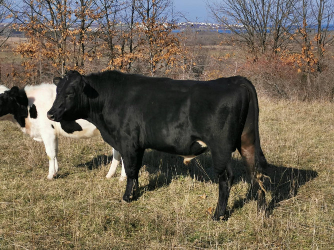 Крави бик и телета - Снимка 6