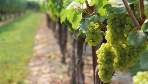 Агроиновации: Технологии в помощ на сертифицирането на вино