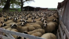Продавам елитни овце и кочове - Снимка 1